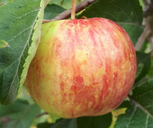 Pommetier (Malus domestica)  - Zone 4