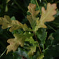 Pedunculate oak (Quercus robur) - Zone 4