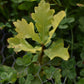 Pedunculate oak (Quercus robur) - Zone 4