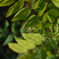 Chicot du Canada (Gymnocladus dioica) - Zone 4