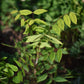 Chicot du Canada (Gymnocladus dioica) - Zone 4