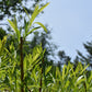 Saule arbustif (Salix spp.) - Zone 3