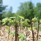  Fruit tree cuttings workshop