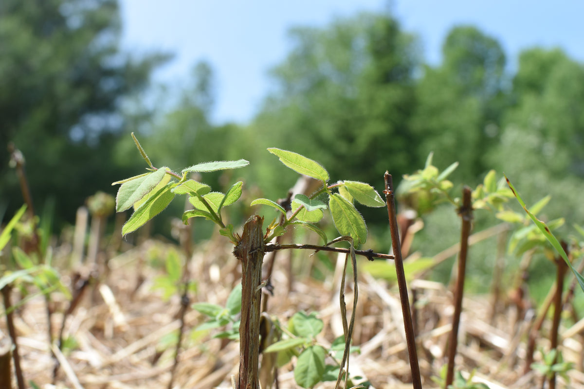  Fruit tree cuttings workshop