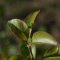 Poirier greffé (Pyrus Spp.) - Zone 4