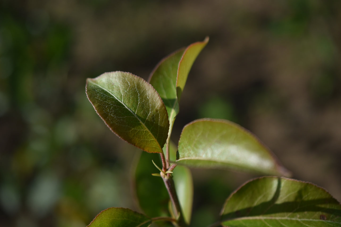 Poirier greffé (Pyrus Spp.) - Zone 4