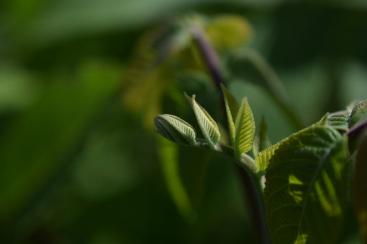 Noyer Hybride « Buartnut » - Zone 4