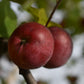 Pommier 'Liberty' - Zone 4, tardive