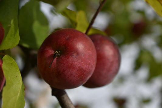 Pommier 'Liberty' - Zone 4, tardive