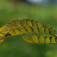 Févier d'Amérique (Gleditsia triancanthos) - Zone 4