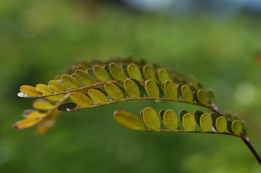 Févier d'Amérique (Gleditsia triancanthos) - Zone 4