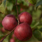 Pommier 'Liberty' - Zone 4, tardive