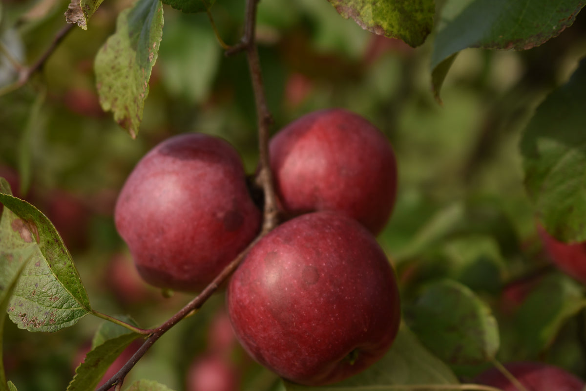 Pommier 'Liberty' - Zone 4, tardive