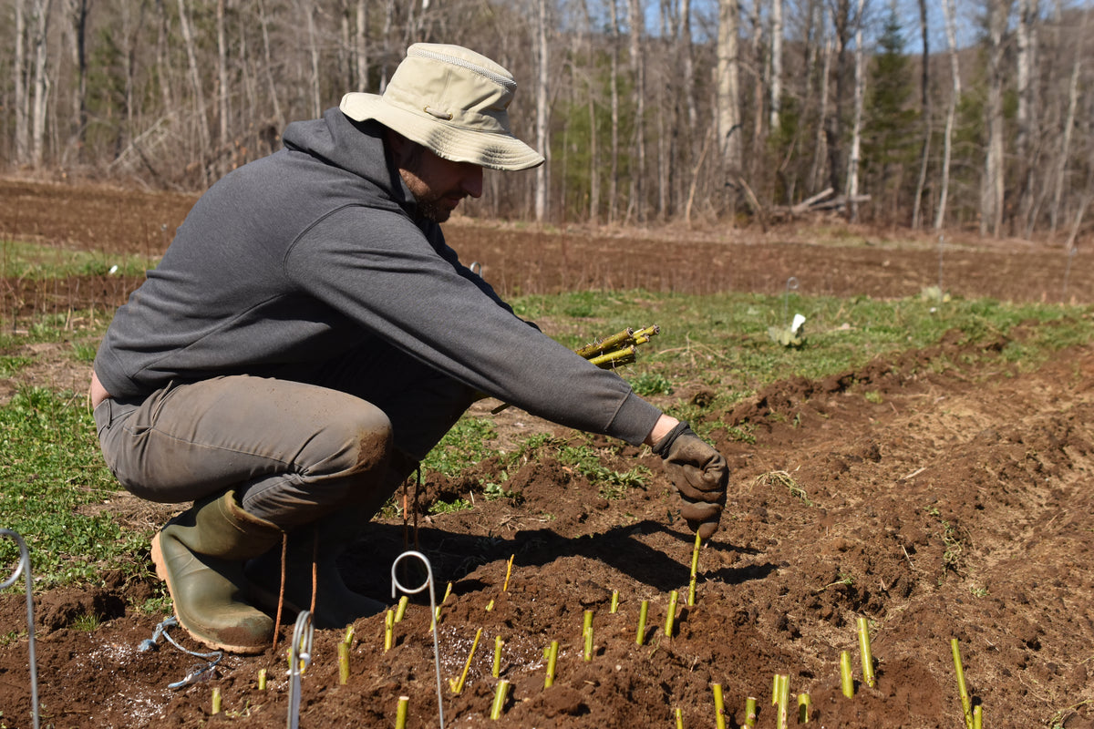  Fruit tree cuttings workshop