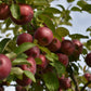 Pommier 'Liberty' - Zone 4, tardive