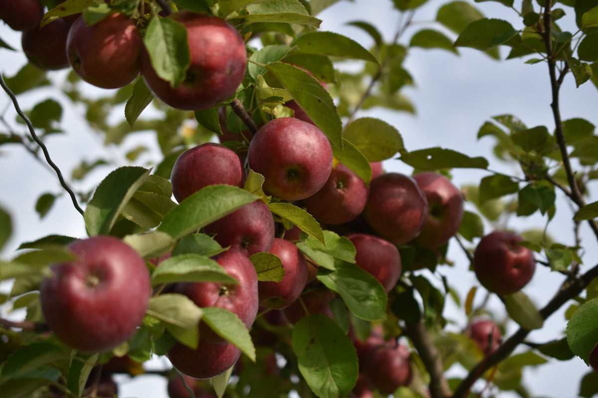 Pommier 'Liberty' - Zone 4, tardive