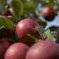 Pommier 'Liberty' - Zone 4, tardive