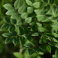 Chicot du Canada (Gymnocladus dioica) - Zone 4