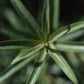 Argousier femelle 'Eva' - Zone 3