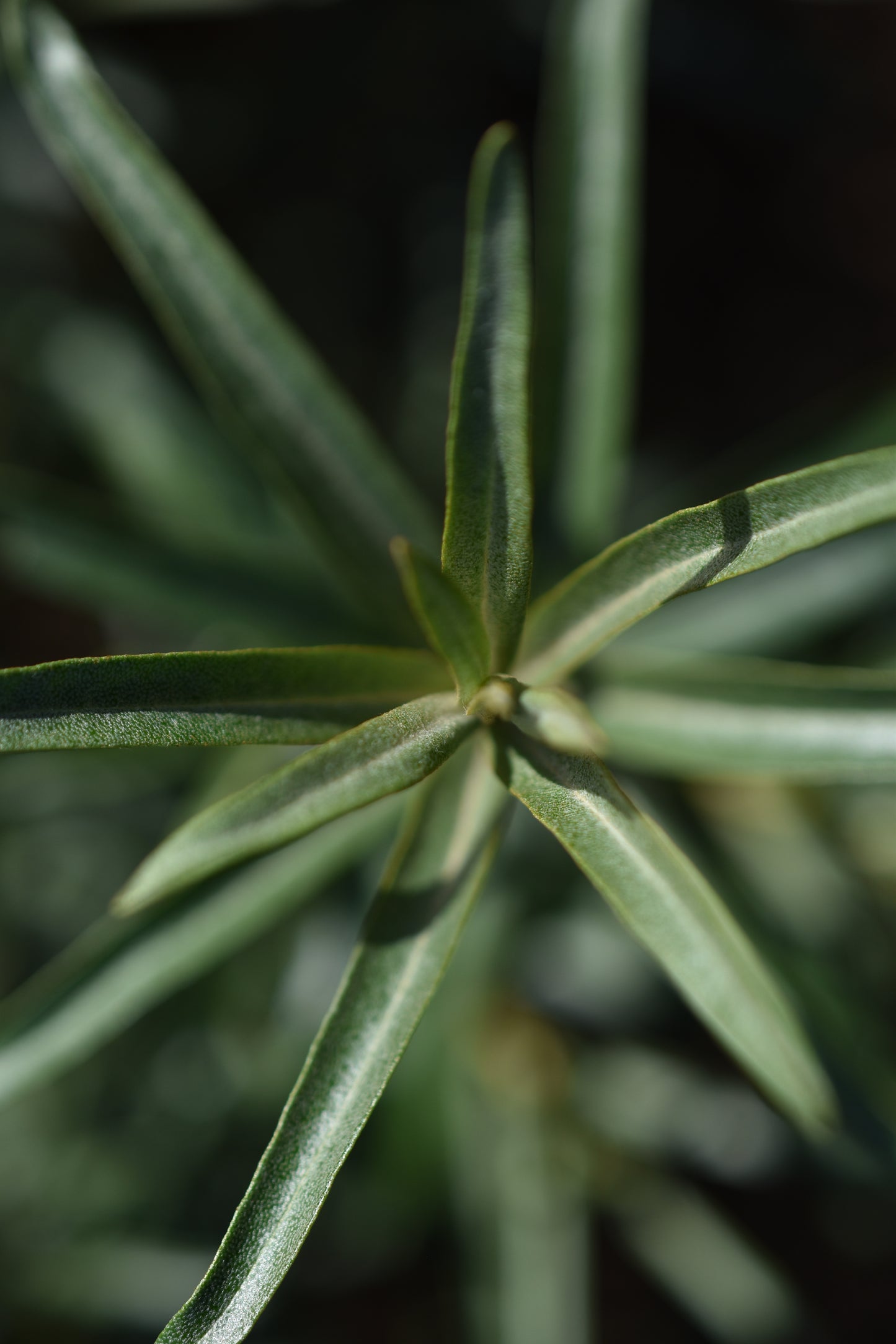 Argousier femelle 'Eva' - Zone 3