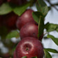 Pommier 'Novamac' - Zone 4, mi-saison