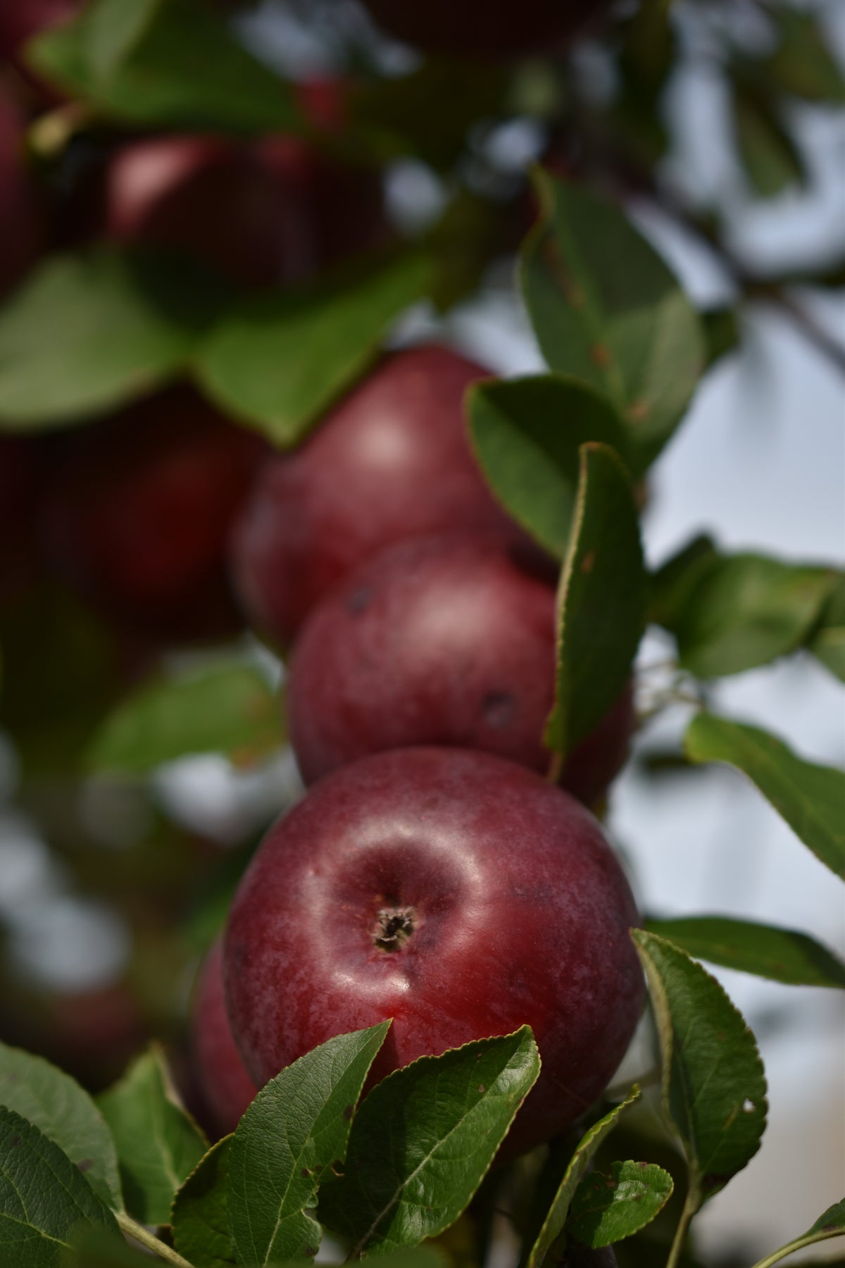 Pommier 'Novamac' - Zone 4, mi-saison