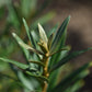 Argousier femelle 'Eva' - Zone 3