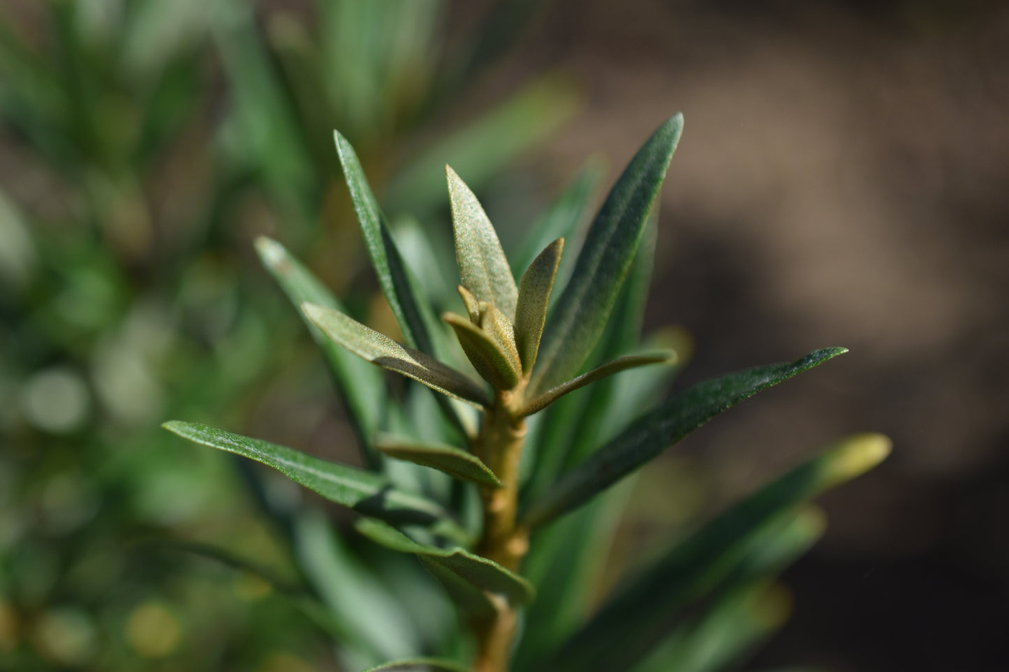 Argousier femelle 'Eva' - Zone 3