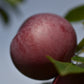 Pommier 'Novamac' - Zone 4, mi-saison