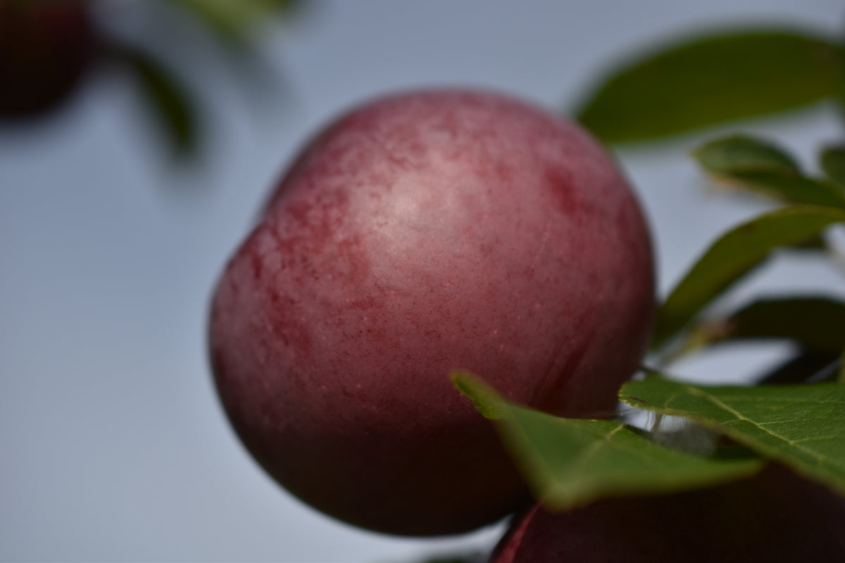 Pommier 'Novamac' - Zone 4, mi-saison
