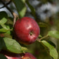 Pommier 'Novamac' - Zone 4, mi-saison