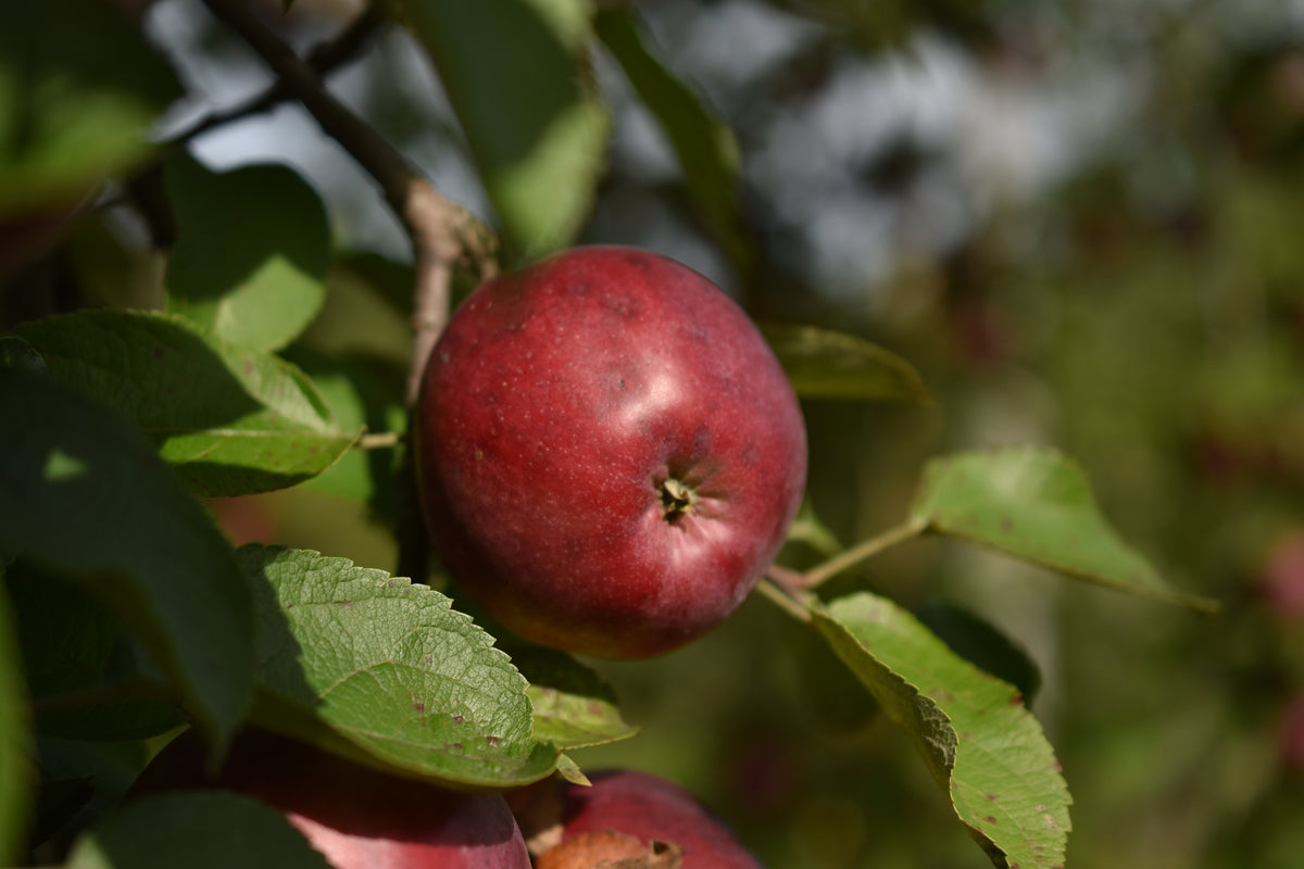 Pommier 'Novamac' - Zone 4, mi-saison