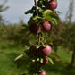 Pommier 'Novamac' - Zone 4, mi-saison