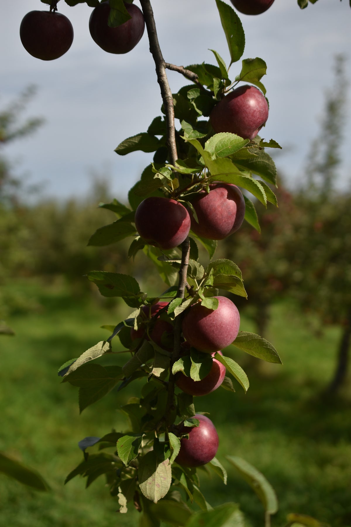 Pommier 'Novamac' - Zone 4, mi-saison