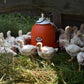 Poulet de grains élevés au pâturage - * Précommande *