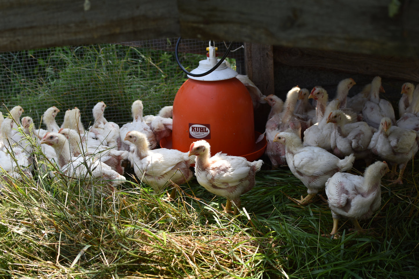 Poulet de grains élevés au pâturage - * Précommande *