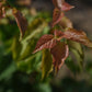 Abricotier (Prunus armeniaca) - Zone 4