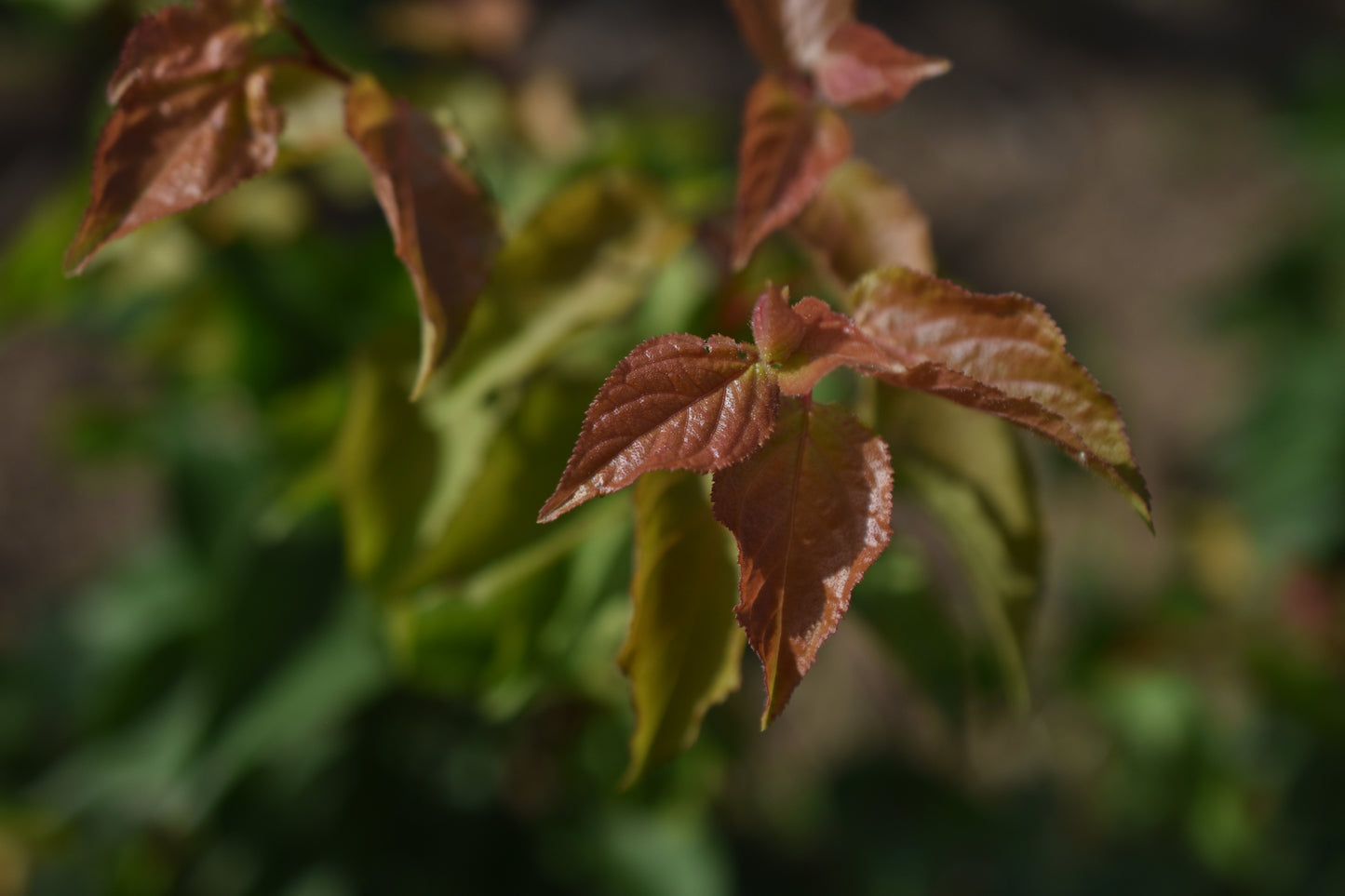 Abricotier (Prunus armeniaca) - Zone 4