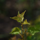 Abricotier (Prunus armeniaca) - Zone 4