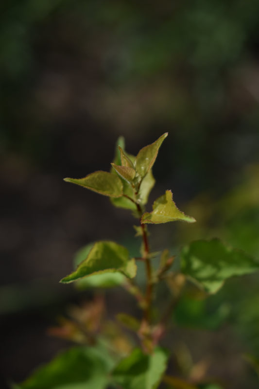 Abricotier (Prunus armeniaca) - Zone 4