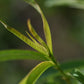 Pêcher (Prunus persica) - Zone 5