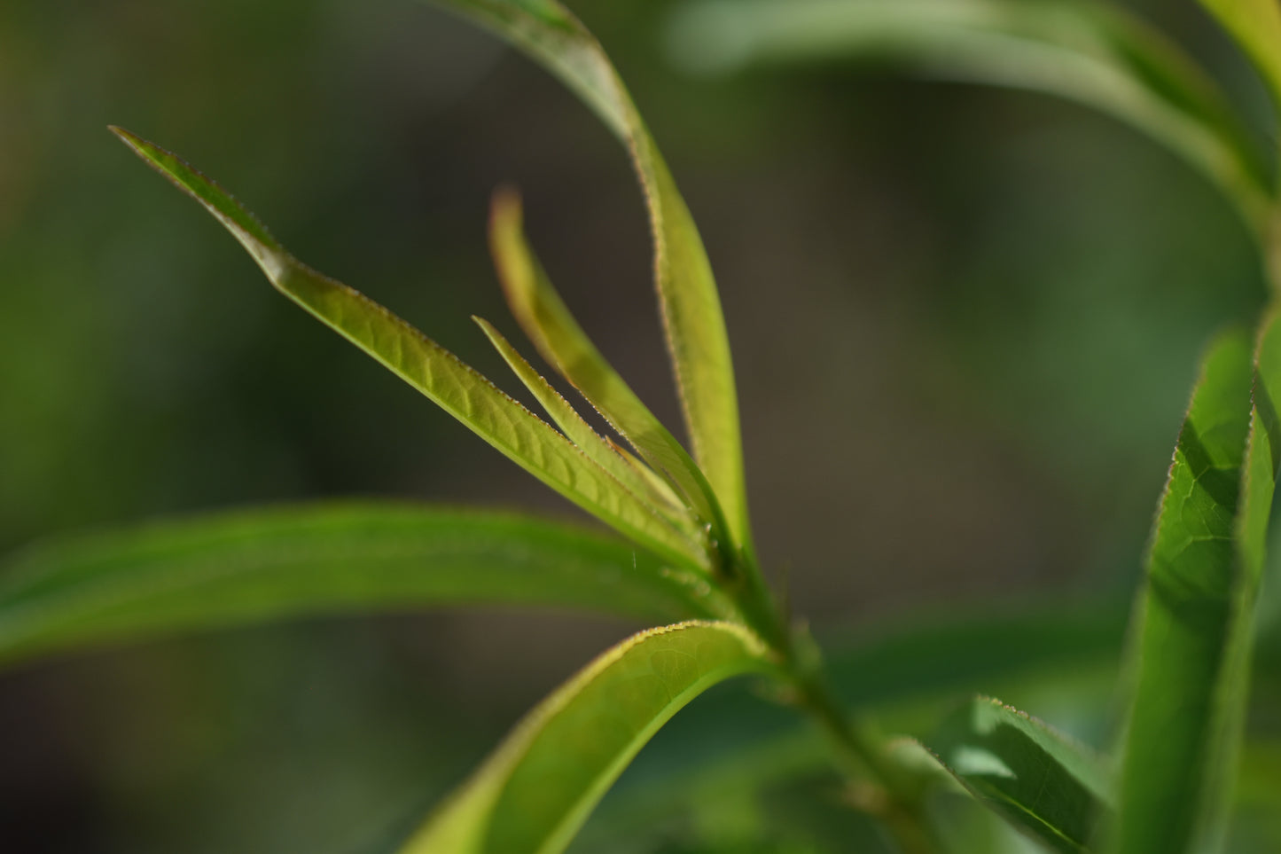 Pêcher (Prunus persica) - Zone 5
