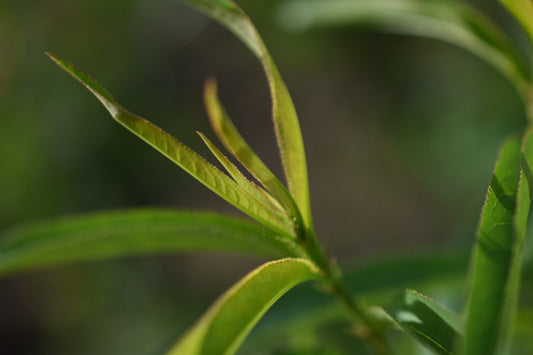 Pêcher (Prunus persica) - Zone 5