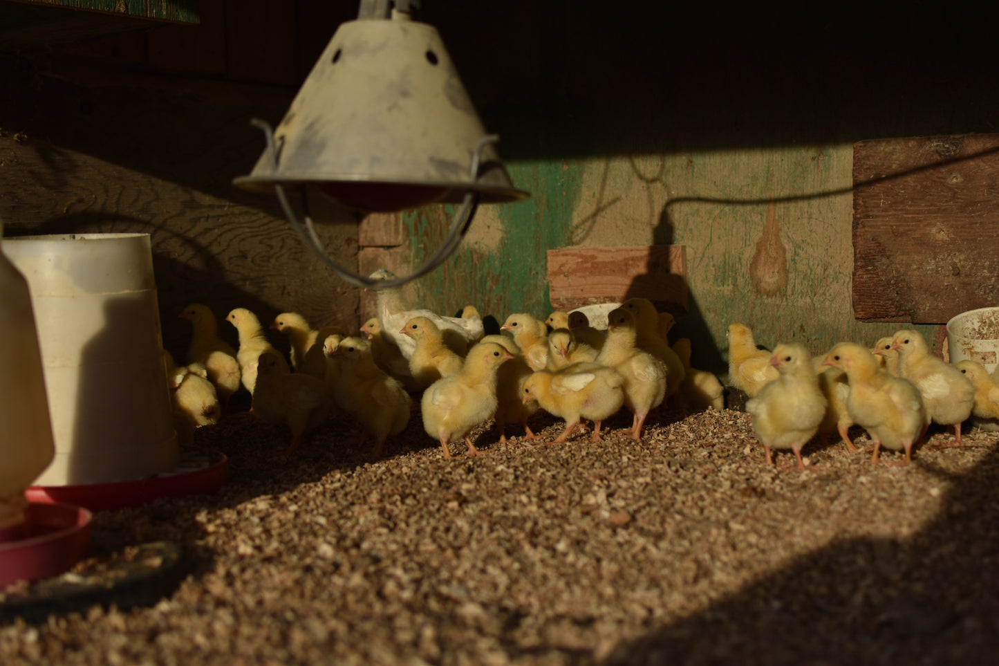 Poulet de grains élevés au pâturage - * Précommande *