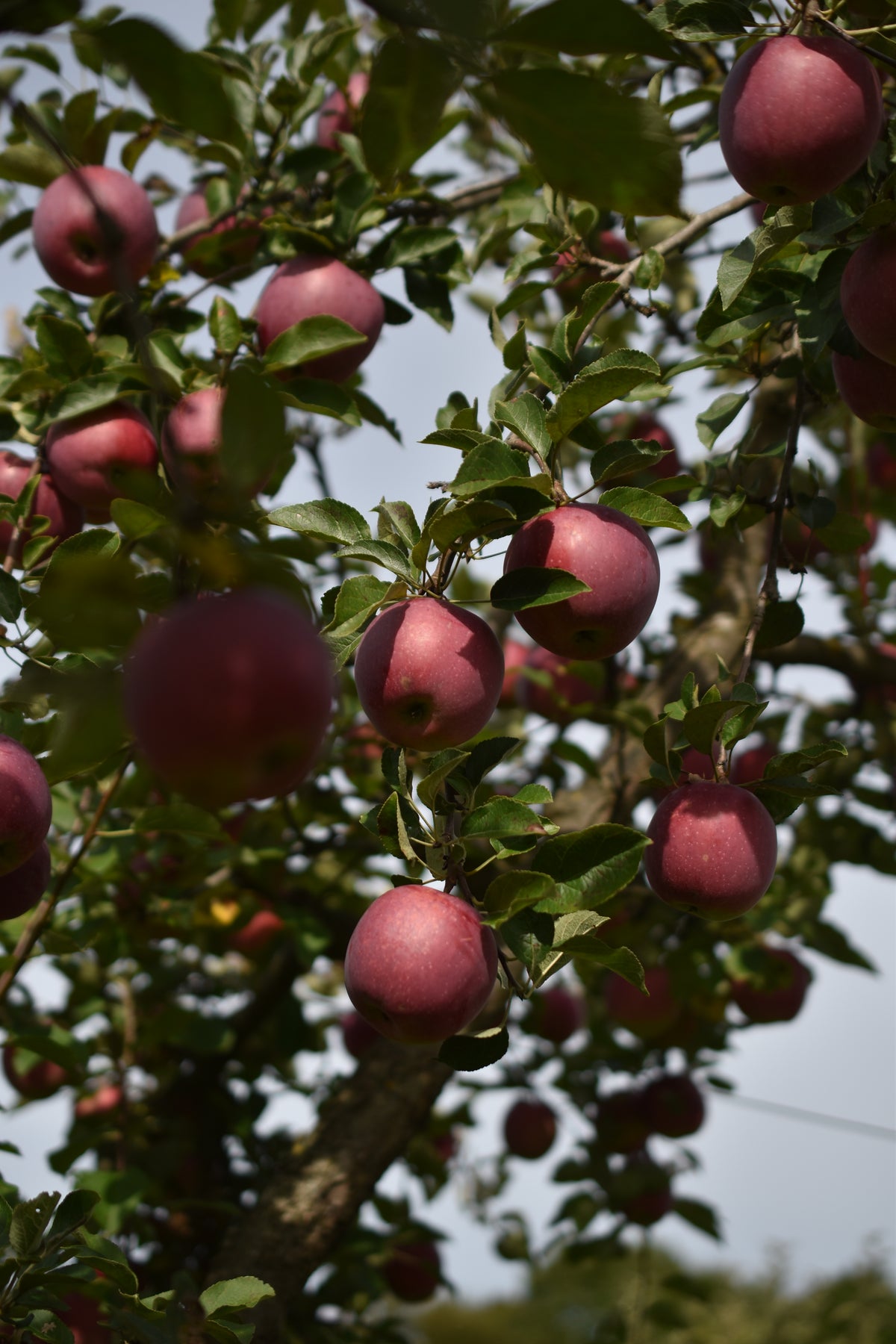 Pommier 'Richelieu' - Zone 4, mi-saison