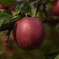 Pommier 'Richelieu' - Zone 4, mi-saison