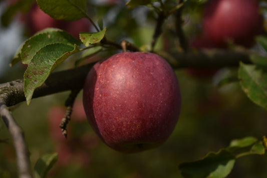Pommier 'Richelieu' - Zone 4, mi-saison
