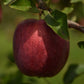 Pommier 'Richelieu' - Zone 4, mi-saison