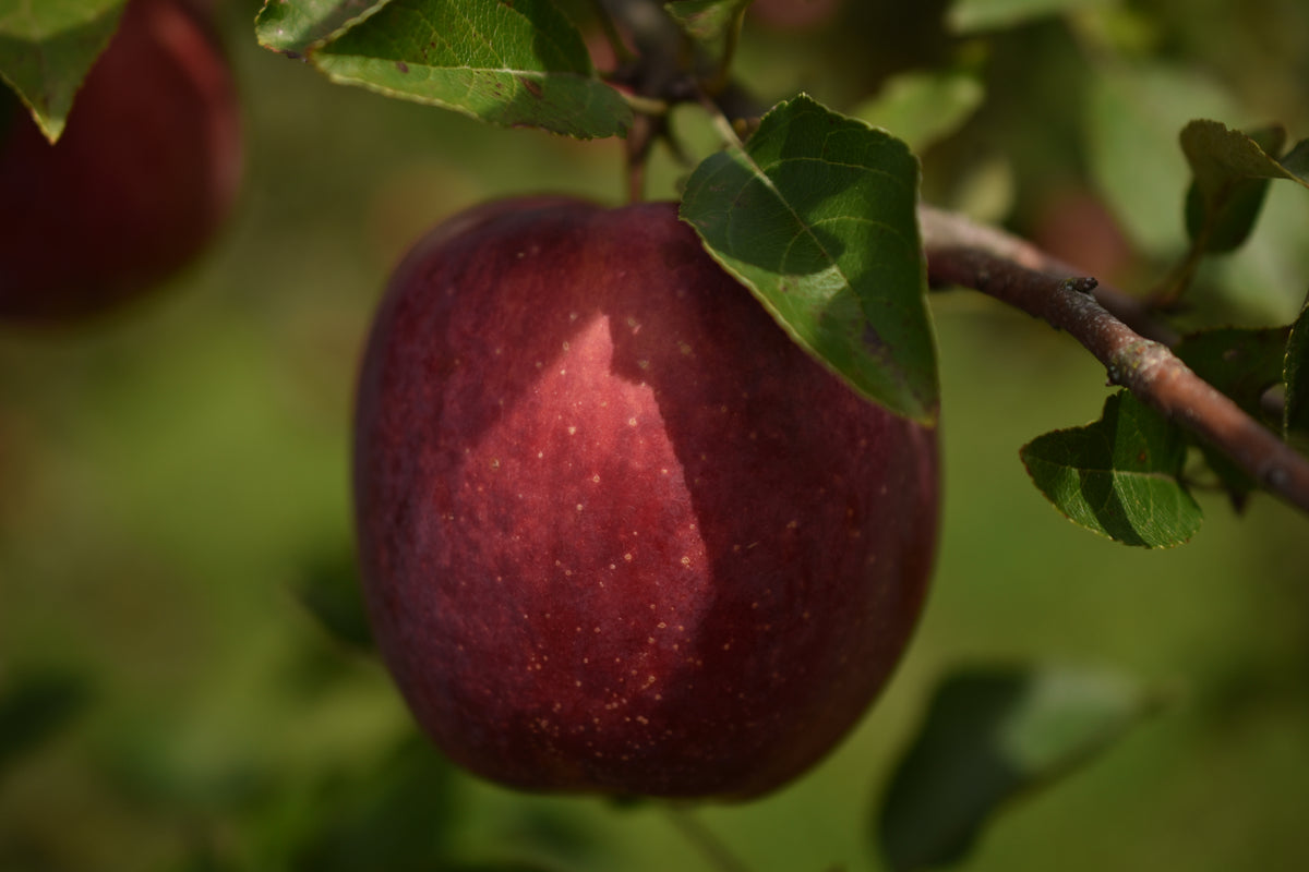 Pommier 'Richelieu' - Zone 4, mi-saison