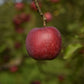 Pommier 'Richelieu' - Zone 4, mi-saison